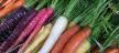 carrots1150.jpg