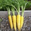 LimburgYellowcarrots3-e1592834233330.jpg