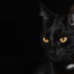 cat-440x440.jpg