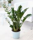 Zamioculcas-zamiifolia-e1516782377300.jpg