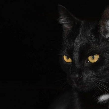 cat-440x440.jpg