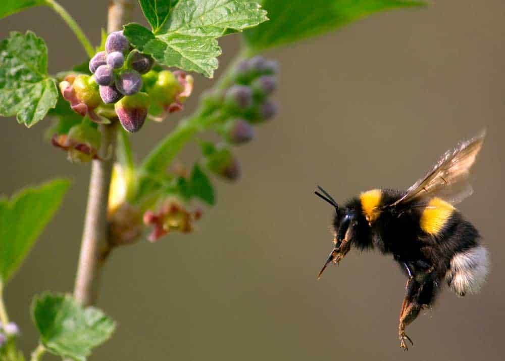 do-bumble-bees-make-honey.jpg