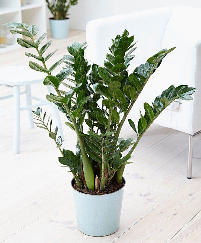 Zamioculcas-zamiifolia-e1516782377300.jpg
