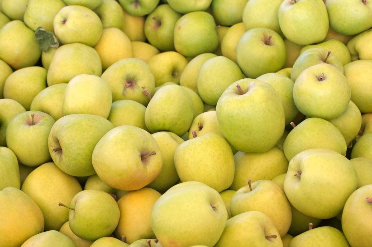 crispin-apples-jpg.jpg