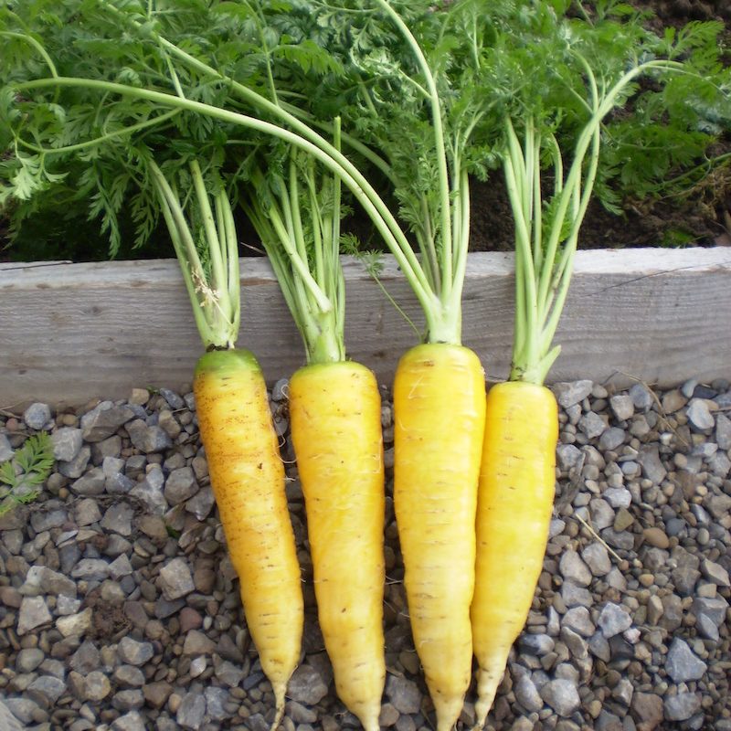 LimburgYellowcarrots3-e1592834233330.jpg